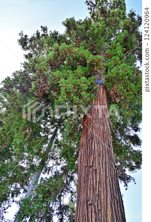 Walking around Annaka-shuku on the Nakasendo road: Annaka cedar trees, Annaka, Ichihara city Walking around Annaka-shuku on the Nakasendo road: Annaka cedar trees, Annaka, Ichihara city 124120964
