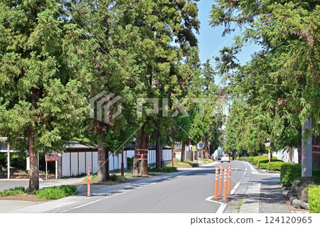 Walking around Annaka-shuku on the Nakasendo road: Annaka cedar trees, Annaka, Ichihara city 124120965