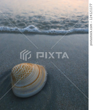 Beautiful pattern of shells on the beach in the evening 124121177