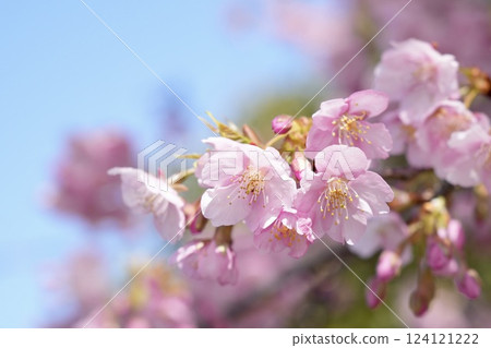 Cherry blossoms heralding the arrival of spring, blue sky, close-up Cherry blossoms heralding the arrival of spring, blue sky, close-up 124121222