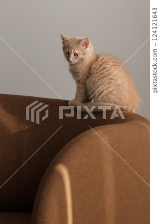 A two-month-old light ginger kitten peacefully rests on a cozy brown lounge chair, its soft fur contrasting with the rich fabric, radiating a sense of warmth and tranquility in the room. A two-month-old light ginger kitten peacefully rests on a cozy brown lounge chair, its soft fur contrasting with the rich fabric, radiating a sense of warmth and tranquility in the room. 124121643
