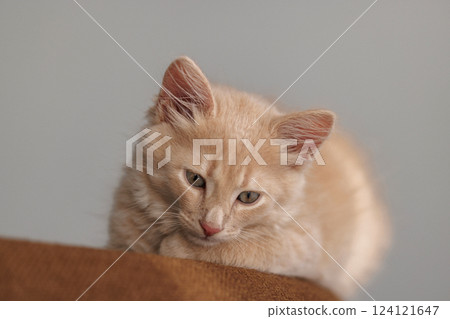 A two-month-old light ginger kitten peacefully rests on a cozy brown lounge chair, its soft fur contrasting with the rich fabric, radiating a sense of warmth and tranquility in the room. 124121647