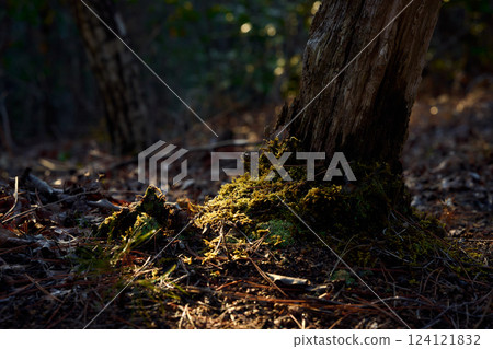 Sunlight leaves and moss Sunlight leaves and moss 124121832