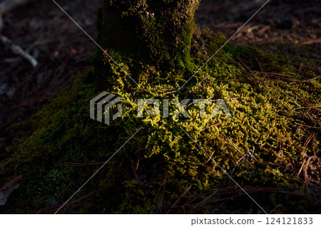 Moss Moss 124121833