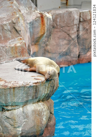Niigata City Aquarium Marinepia Nihonkai: Sleeping seal Niigata City Aquarium Marinepia Nihonkai: Sleeping seal 124121834