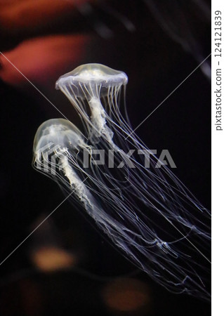 Jellyfish of the Sea of Japan at Marinepia Aquarium, Niigata City Jellyfish of the Sea of Japan at Marinepia Aquarium, Niigata City 124121839