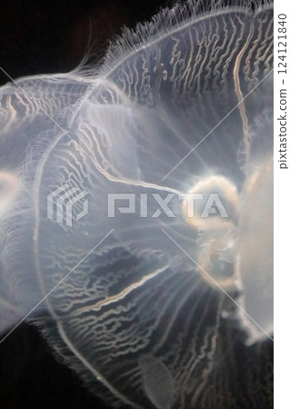 Jellyfish of the Sea of Japan at Marinepia Aquarium, Niigata City 124121840