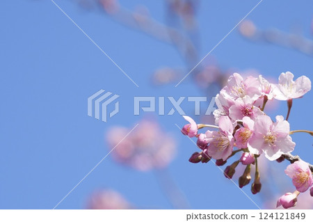河津櫻花盛開在蔚藍的天空 124121849