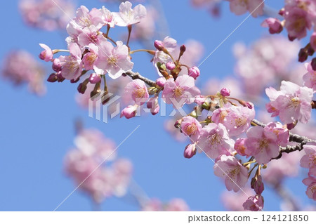 河津櫻花盛開在蔚藍的天空 124121850