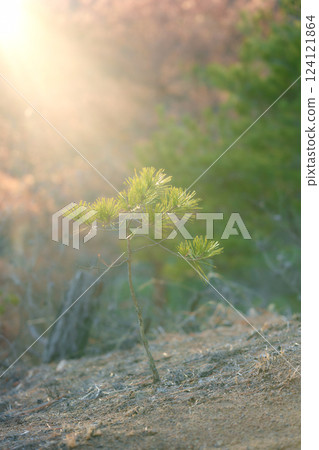 Young pine tree illuminated by the setting sun 124121864