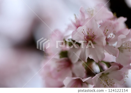 春天的公園裡盛開的櫻花 春天的花朵 124122154