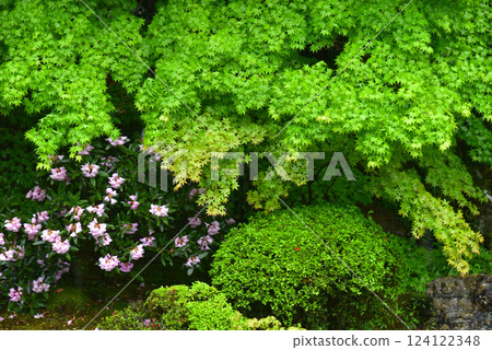 The garden of Kyoto Kozanin 124122348