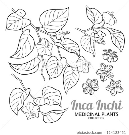 Inca Inchi Branch Outline Illustration Inca Inchi Branch Outline Illustration 124122431