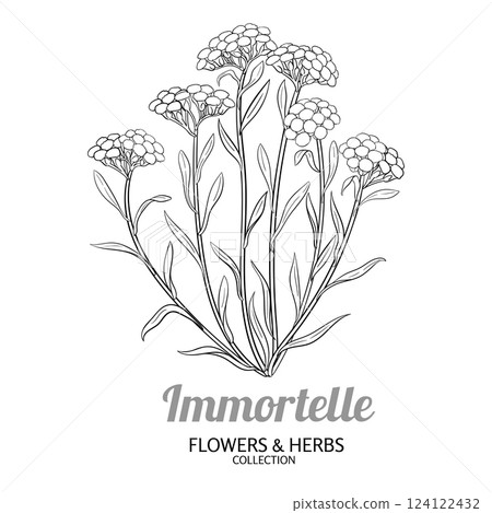 Immortelle Plant with Flowers Outline Illustration Immortelle Plant with Flowers Outline Illustration 124122432