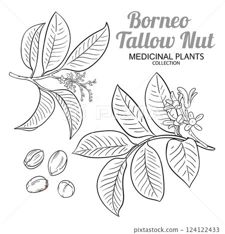 Borneo Tallow Nut Outline Illustration 124122433