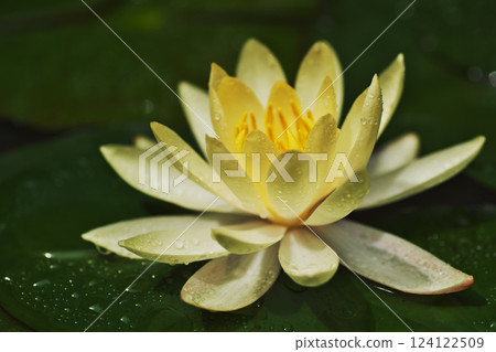 White lotus flowers (Izumo City) 124122509