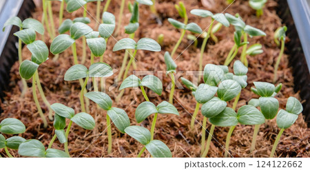 Green tomato and pepper seedlings grown from seeds are ready for planting in the garden. Green tomato and pepper seedlings grown from seeds are ready for planting in the garden. 124122662