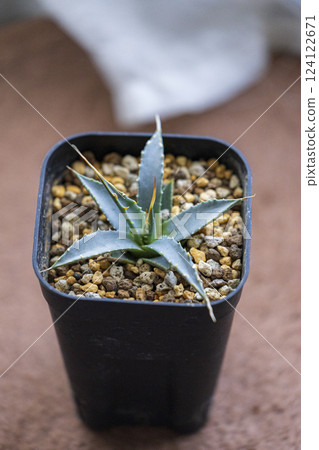 Succulent plant Agave eborispina Succulent plant Agave eborispina 124122671
