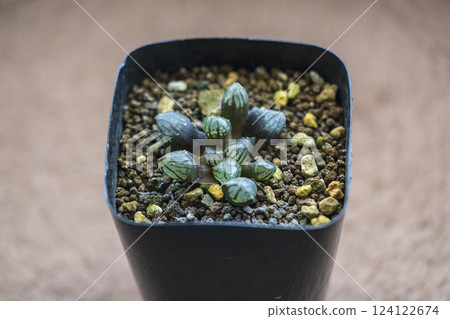 Rare succulent plant, Haworthia hybrid Rare succulent plant, Haworthia hybrid 124122674