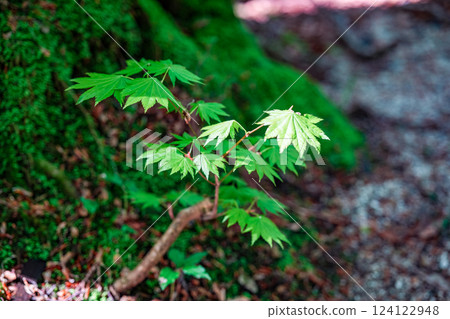 Plants along the Takashimizu Trail in early summer: Young maple trees along the promenade, Kagamino-cho, Tomata-gun, Okayama Prefecture Plants along the Takashimizu Trail in early summer: Young maple trees along the promenade, Kagamino-cho, Tomata-gun, Okayama Prefecture 124122948