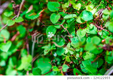 Plants along the Takashimizu Trail in early summer: Beautiful blooming chickweed flowers 2, Kagamino-cho, Tomata-gun, Okayama Prefecture Plants along the Takashimizu Trail in early summer: Beautiful blooming chickweed flowers 2, Kagamino-cho, Tomata-gun, Okayama Prefecture 124122955