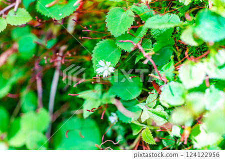 Plants along the Takashimizu Trail in early summer: The pretty blooming flowers of the mountain chickweed 1, Kagamino-cho, Tomata-gun, Okayama Prefecture 124122956