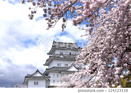 小田原城堡櫻花 小田原城堡櫻花 124123138