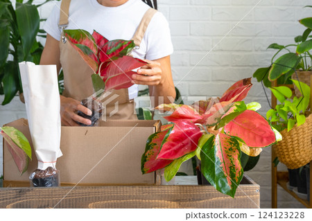 Woman unpacks a box with a parcel of potted flowers of red aglaonem - order wrapped tropical plants, delivery. Sale, safe shipment of plants from the store, packaging. Flower shop, home business 124123228
