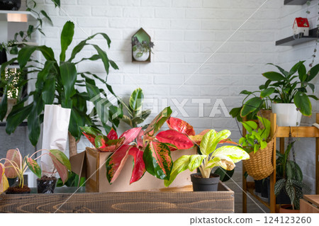 Unpacking red aglaonemas from the nursery's parcel box - order wrapped tropical plants, delivery. Sale, safe shipment of plants from the store, packaging. Flower shop, home business Unpacking red aglaonemas from the nursery's parcel box - order wrapped tropical plants, delivery. Sale, safe shipment of plants from the store, packaging. Flower shop, home business 124123260