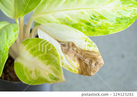Problems in cultivation on sheet of aglaonema - leaves affected by black rot, overflow of plant, rotting of roots 124123281