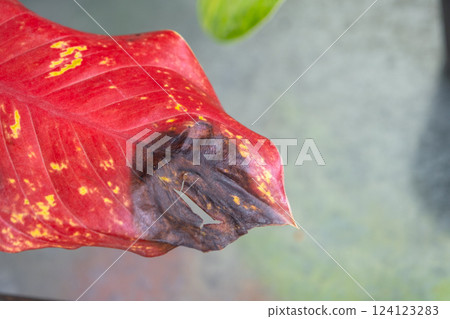 Problems in cultivation on red sheet of aglaonema - leaves affected by black rot, overflow of plant, rotting of roots Problems in cultivation on red sheet of aglaonema - leaves affected by black rot, overflow of plant, rotting of roots 124123283