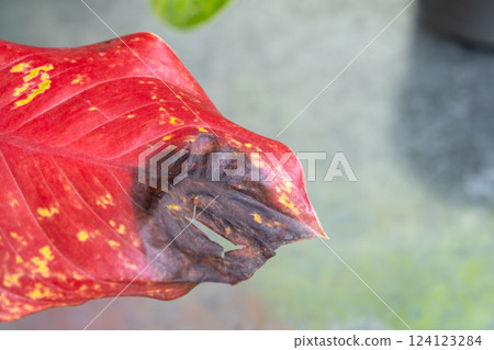 Problems in cultivation on red sheet of aglaonema - leaves affected by black rot, overflow of plant, rotting of roots Problems in cultivation on red sheet of aglaonema - leaves affected by black rot, overflow of plant, rotting of roots 124123284