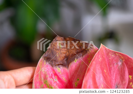 Problems in cultivation on red sheet of aglaonema - leaves affected by black rot, overflow of plant, rotting of roots Problems in cultivation on red sheet of aglaonema - leaves affected by black rot, overflow of plant, rotting of roots 124123285