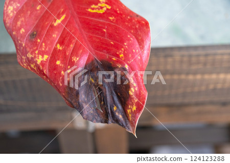 Problems in cultivation on red sheet of aglaonema - leaves affected by black rot, overflow of plant, rotting of roots 124123288