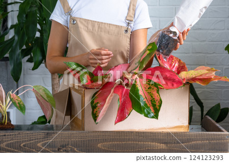 Woman unpacks a box with a parcel of potted flowers of red aglaonem - order wrapped tropical plants, delivery. Sale, safe shipment of plants from the store, packaging. Flower shop, home business Woman unpacks a box with a parcel of potted flowers of red aglaonem - order wrapped tropical plants, delivery. Sale, safe shipment of plants from the store, packaging. Flower shop, home business 124123293