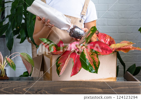 Woman unpacks a box with a parcel of potted flowers of red aglaonem - order wrapped tropical plants, delivery. Sale, safe shipment of plants from the store, packaging. Flower shop, home business Woman unpacks a box with a parcel of potted flowers of red aglaonem - order wrapped tropical plants, delivery. Sale, safe shipment of plants from the store, packaging. Flower shop, home business 124123294
