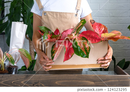 Woman unpacks a box with a parcel of potted flowers of red aglaonem - order wrapped tropical plants, delivery. Sale, safe shipment of plants from the store, packaging. Flower shop, home business 124123295