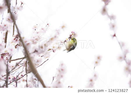 DJ 的手正在調整旋鈕。黑暗俱樂部內設置的 DJ 裝置。 DJ 的手正在調整旋鈕。黑暗俱樂部內設置的 DJ 裝置。 124123827