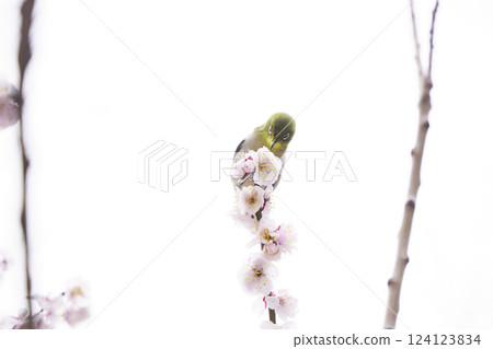 DJ 的手正在調整旋鈕。黑暗俱樂部內設置的 DJ 裝置。 DJ 的手正在調整旋鈕。黑暗俱樂部內設置的 DJ 裝置。 124123834