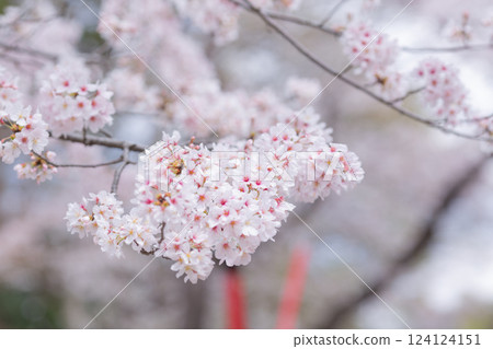[Japan] Cherry blossoms in full bloom at Hokekyoji Temple in Chiba Prefecture 124124151