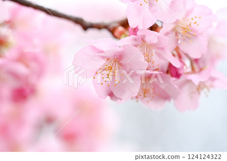 Cherry blossom 124124322