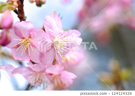 Cherry blossom 124124326