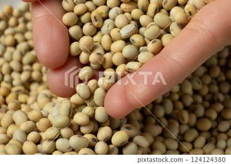 Hands pouring organic raw soybeans close-up. 124124380