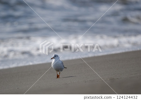 一隻黑頭鷗正在海浪拍打的海灘上行走。 一隻黑頭鷗正在海浪拍打的海灘上行走。 124124432