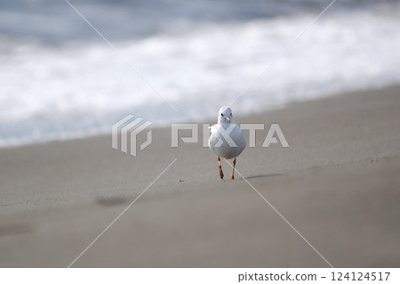 Black-headed gulls come walking along the sandy beach 124124517