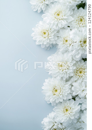 Chrysanthemum background material 124124790