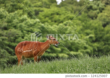 站立草原的女性sitatunga 站立草原的女性sitatunga 124125007