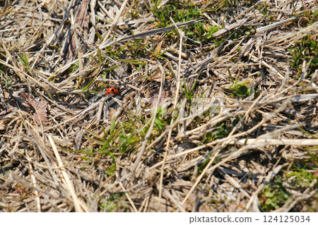 Ladybug 124125034