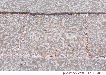 [Japan] Cherry blossom petals pile up at the joints of the stone pavement at Hokekyoji Temple in Chiba Prefecture 124125046