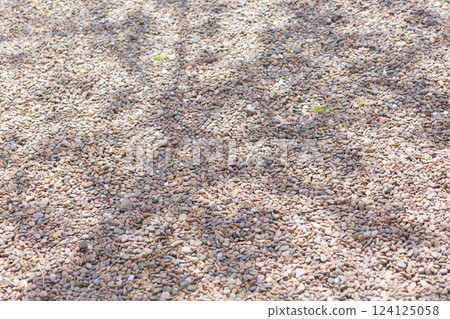 [Japan] The shadow of a cherry tree reflected on the gravel ground in the grounds of Hokekyoji Temple in Chiba Prefecture 124125058